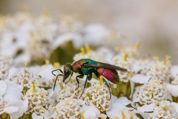 Hedychrum rutilans - Garten