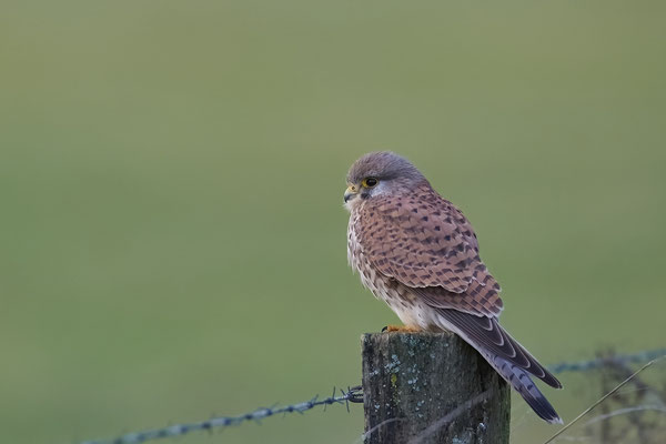 Turmfalke