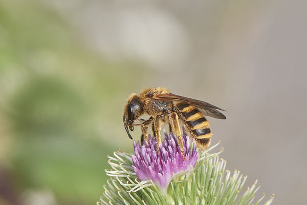 Halictus scabiosae / Gelbbindige-Furchenbiene - Dinslaken Emschermündung - 51°33`52.87" 6°41`48.98" - (13.08.2020)