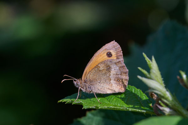 Rostbraunes Ochsenauge