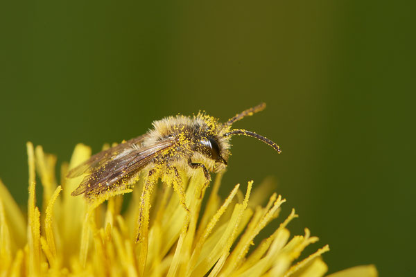 Andrena sp. m ( helvola-Gruppe ) - Bottrop - Heidhofsee, Zum Kletterpoth - 51°36`08.24" 6°52`17.69" - (08.05.2021)