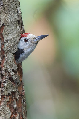 Mittelspecht - Nettetal Rohrdommelprojekt de Wittsee - (23.05.2019)