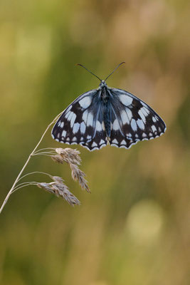 Schachbrettfalter