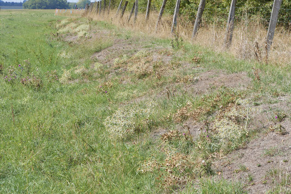 Nr.1272 - Nester von Megachile pilidens / Filzzahn-Blattschneiderbiene - DU-Walsum Rheindeich - 51°31`53.40"  6°41`58.80" - (02.09.2019)