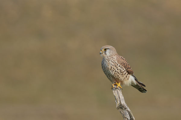 Turmfalke Weibchen - In den Rheinauen bei Dinslaken - (16.03.2020)