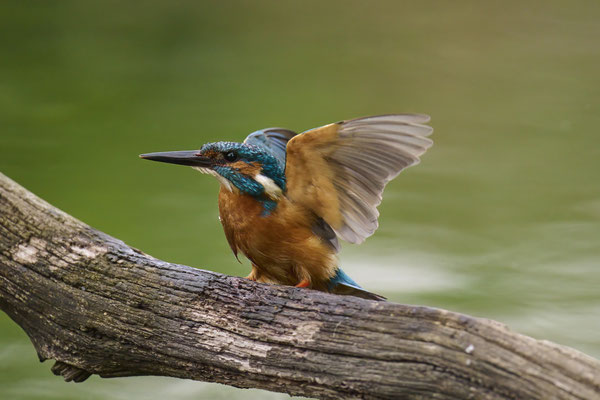 Eisvogel