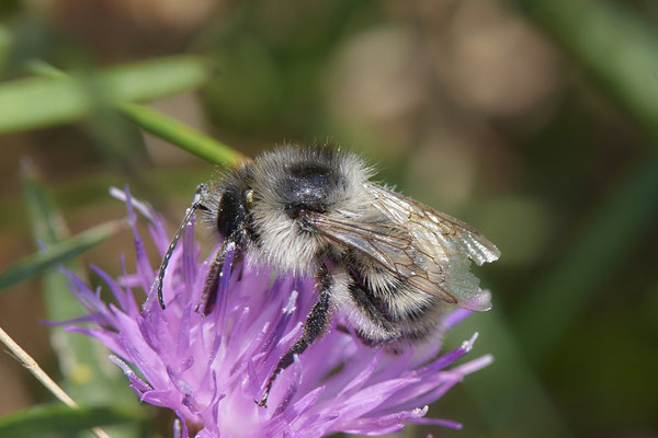 Nr.1233 - Bombus sylvarum / Waldhummel - DU-Walsum Rheindeich - 51°31`49.13"  6°42`05.60" - (30.08.2019)