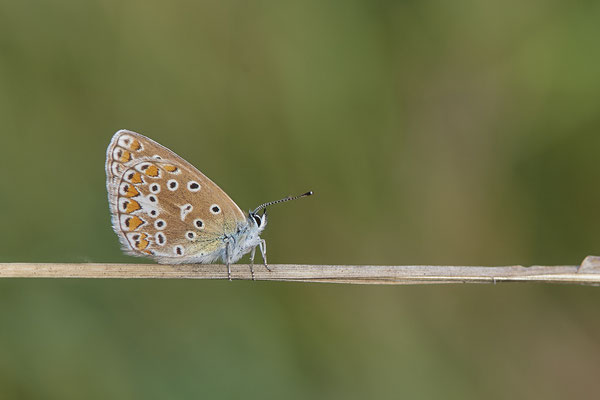 Heute nochmal in aller Frühe zum  Hauhechel-Bläuling / Polyommatus icarus -  Bottrop Halde Schöttelheide - (03.08.2020)