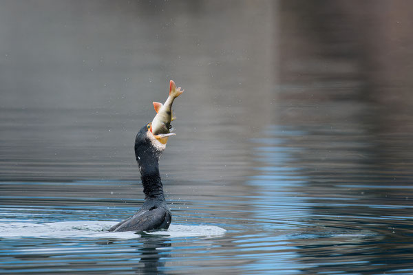 Serie Kormoran - Großer Barsch