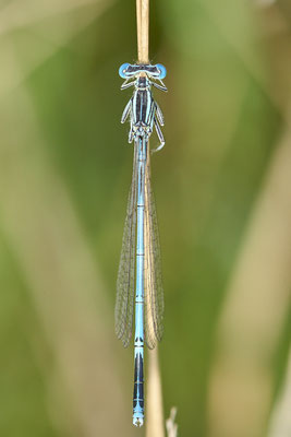 Blaue Federlibelle