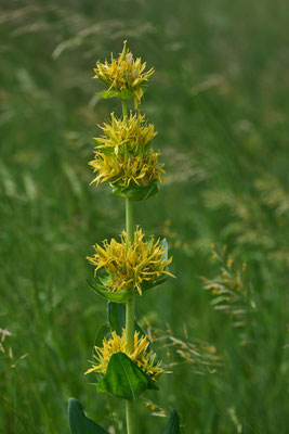 Gelber Enzian - (Urlaub im Allgäu / Bayern vom  08.06. bis 19.06.2025)