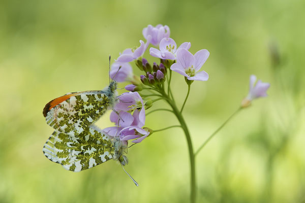 Paarung vom Aurorafalter - (28.04.2021)