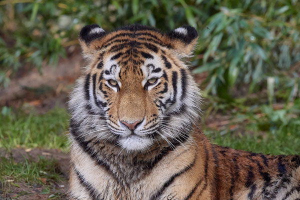 Tiger - Zoo Duisburg