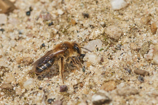 Nr.0350 - Andrena barbilabris - OB LMB - 51°29`11.55" 6°53`53.48" - (30.04.2019)