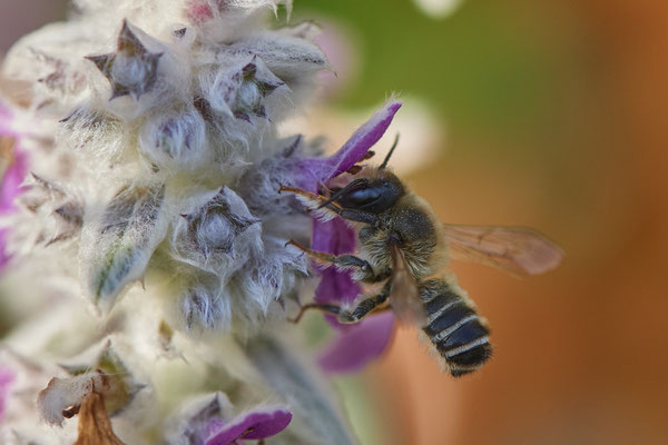 Nr.0679 - Megachile ericetorum /  Platterbsen Mörtelbiene - OB im Garten - 51°31`49.60" 6°50`56.50" - (15.06.2019)