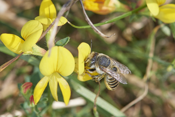 Nr.1253 - Megachile pilidens / Filzzahn-Blattschneiderbiene - DU-Walsum Rheindeich - 51°31`50.66"  6°41`54.13" - (02.09.2019)