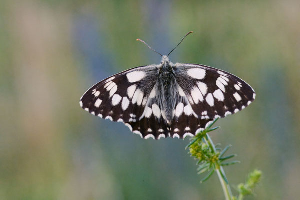 Schachbrettfalter