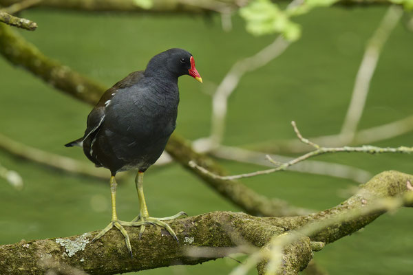 Teichhuhn
