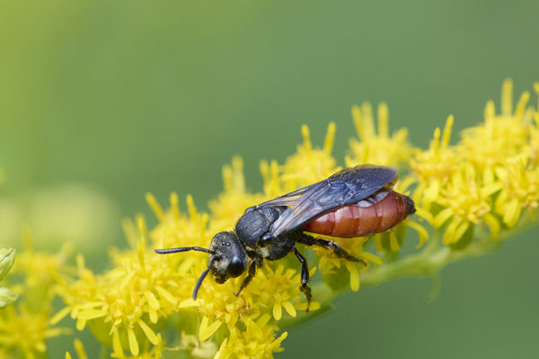 Riesen Blutbiene