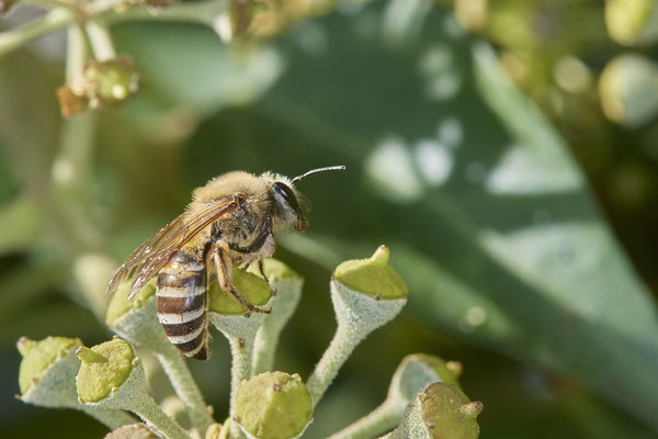Nr.09/14 - Colletes hederae (Efeu-Seidenbiene) - OB Lübeckerstr. 6 (05.10.2018)