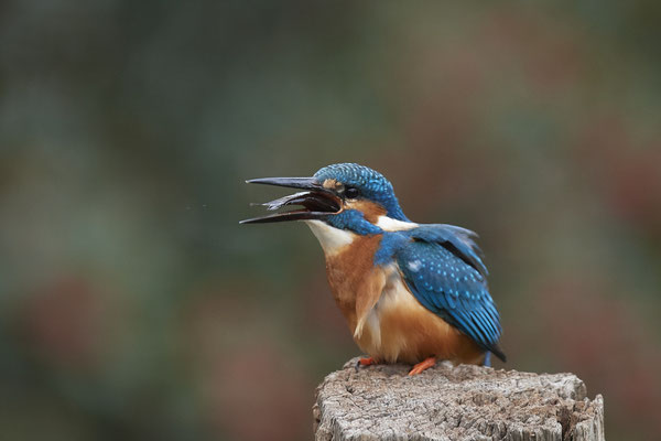 Serie vom Eisvogelmann - heute im Garten - (25.11.2019)