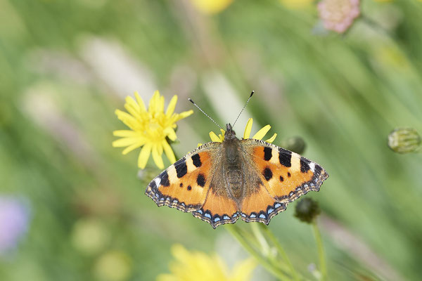 Kleiner Fuchs - Auf Schmetterlingstour in der Eifel: Kalvarienberg und Lambertstal - (29.05. bis 03.06.2022)