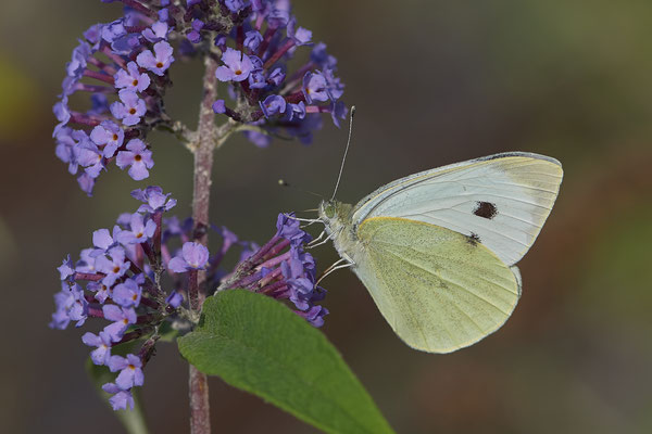Großer Kohlweißling