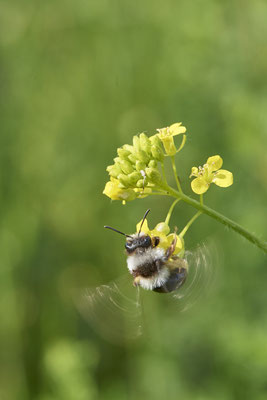 Nr.0572 - Andrena cineraria / Grauschwarze Düstersandbiene - OB Neue Mitte 2 - 51°29`18.27" 6°53`39.83" - (22.05.2019)