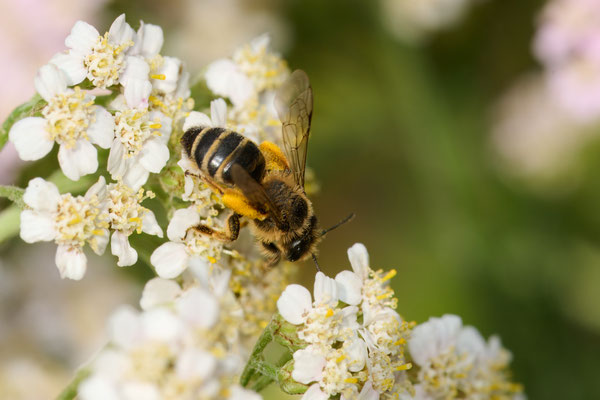 Andrena flavipes - Garten