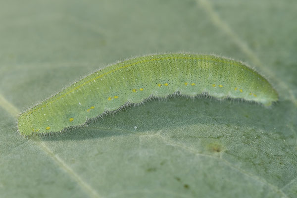 Raupe vom Kleinen Kohlweißling ( Pieris rapae )  am Kohlrabi - Garten - (09.06.2021)