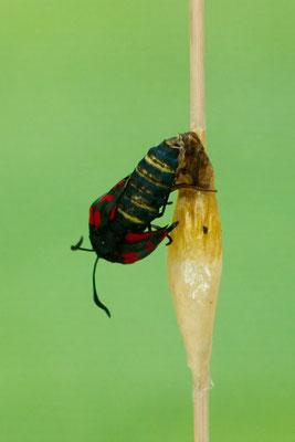 Schlupf vom Sechsfleck-Widderchen