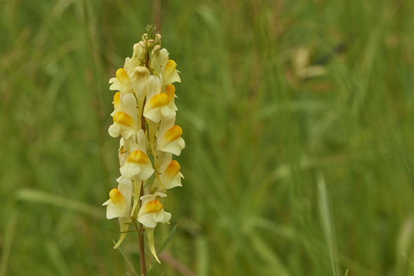Nr.0745 - Linaria vulgaris / Leinkraut - OB Hoag Fahrradtrasse - 51°30`13.64" 6°50`46.65" - (19.06.2019)