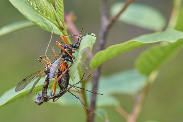 Nr.0551 - Ctenophora pectinicornis / Kammschnake - Venner Moor - 51°51`45.78" 7°32`15.30" - (19.05.2019)