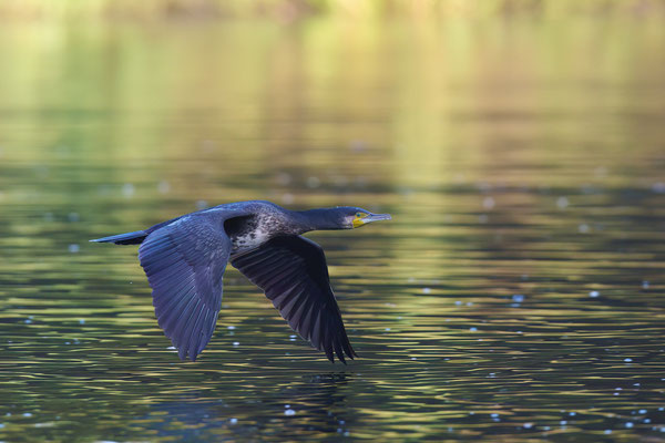 Kormoran
