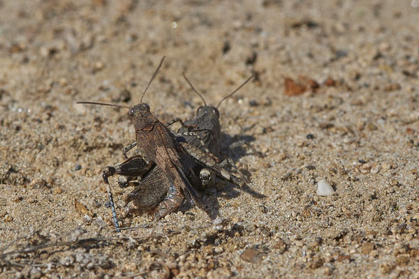 Nr.12/28 - Blauflügelige Ödlandschrecke (Oedipoda caerulescens) - Kopula - OB Läppkes Mühlenbach (10.10.2018)