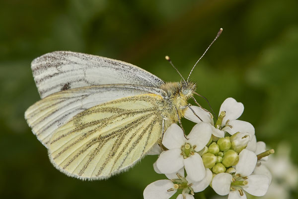 Grünader-Weißling - Düsseldorf - Urdenbacher Kämpe - (09.05.2021)