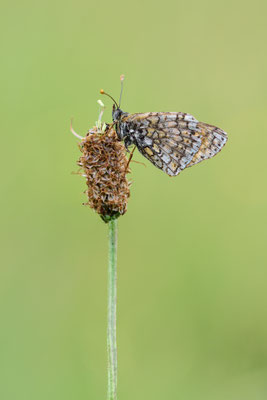 Wachtelweizen-Scheckenfalter