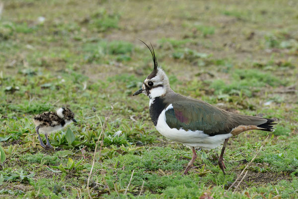 Kiebitz - dieser hatte 4 Junge