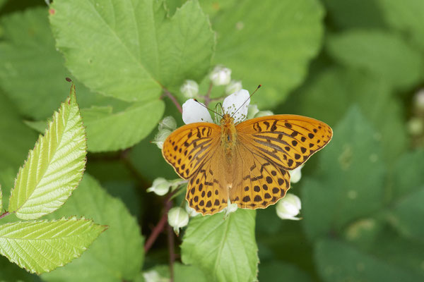 Kaisermantel - Hünxe - (25.06.2022)