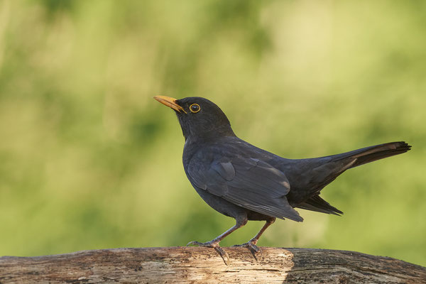 Amsel - Dingden - (20.04.2020) 