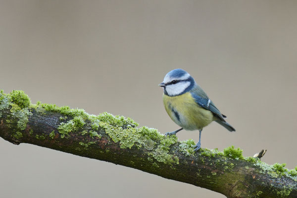 Blaumeise