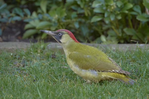 Grünspecht beackert den Rasen im Garten - (12.02.2020) - Weibchen