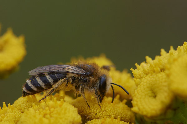 Nr.1079 - Colletes sp. w - WES Rheinbrücke Büdericher Insel - 51°38`40.99" 6°36`30.54" - (09.08.2019)