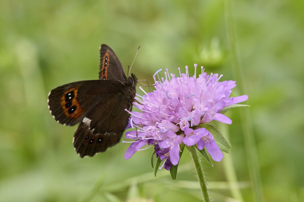 Weißbindiger Mohrenfalter