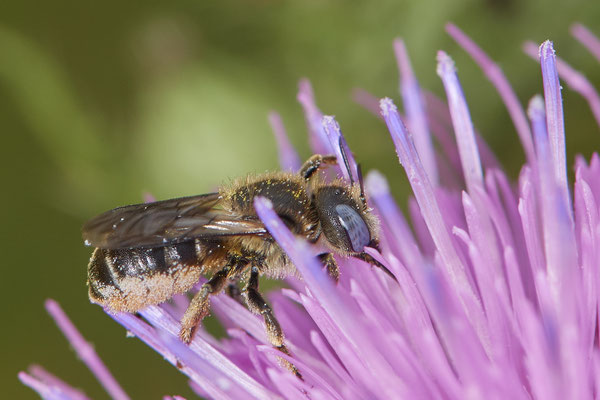 Nr.0721 - Osmia spinulosa / Bedornte Schneckenhaus Mauerbiene - w - OB Neue Mitte 2 - 51°29`13.68" 6°53`13.28" - (16.06.2019)