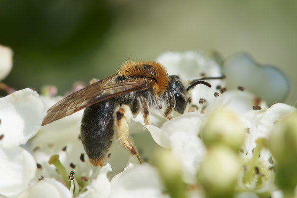 Andrena haemorrhoa - Renaturierte Kiesgruben in Weeze - (13.05.2021)