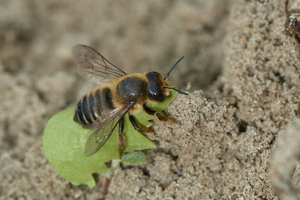Nr.0711 - Megachile willughbiella / Garten-Blattschneiderbiene - w - OB LMB - 51°29`11.55" 6°53`53.48" - (16.06.2019)