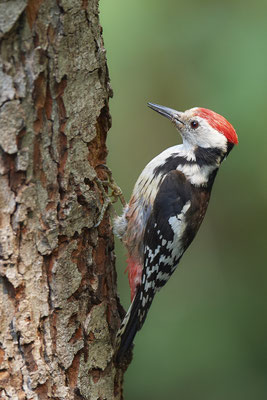 Mittelspecht - Nettetal Rohrdommelprojekt de Wittsee - (23.05.2019)