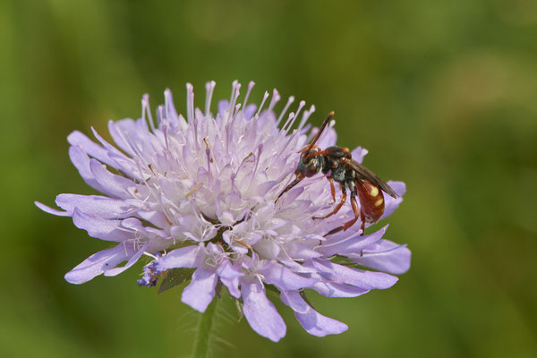 Nomada armata - Am Rheindamm hinter Bislich - (26.06.2021)