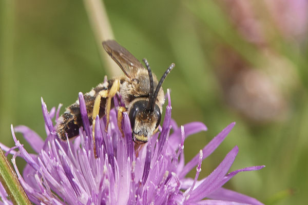 Halictus scabiosae / Gelbbindige-Furchenbiene - Dinslaken Emschermündung - 51°33`52.87" 6°41`48.98" - (13.08.2020)